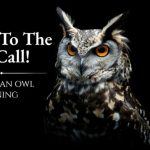 hearing an owl meaning
