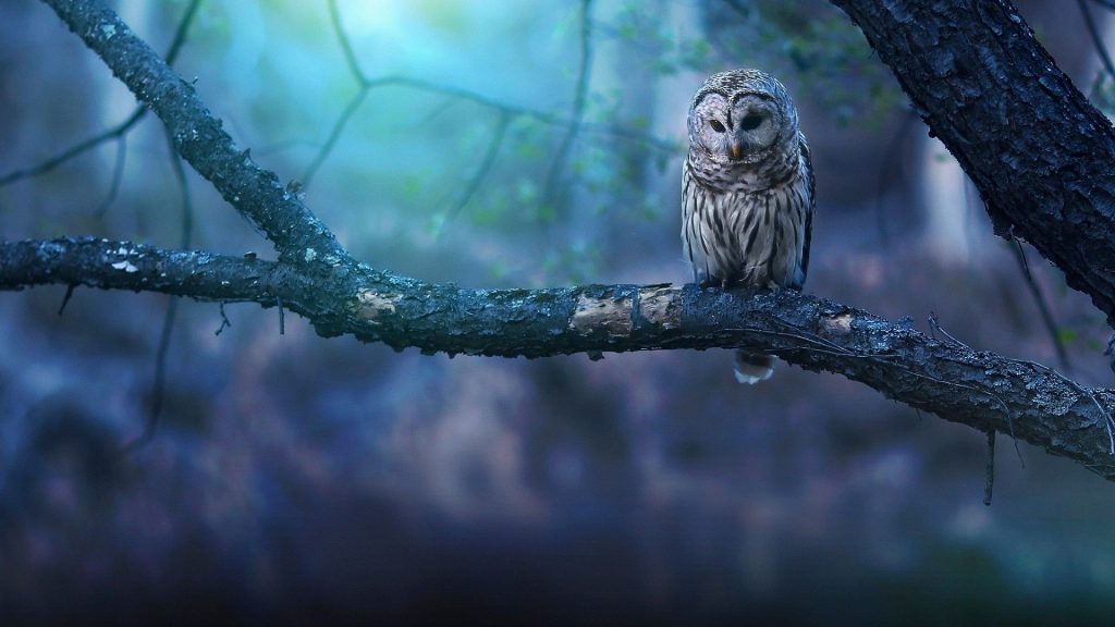 mystery of owls