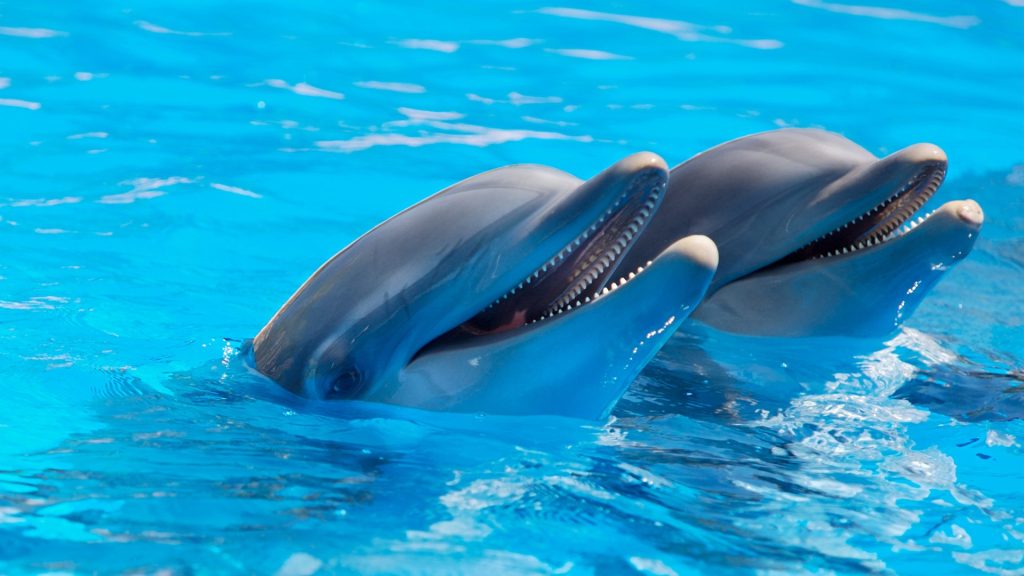 dolphin spirit animal