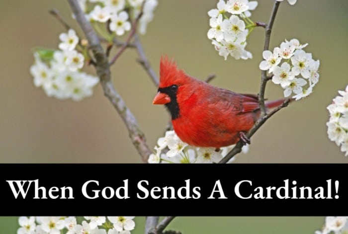 when god sends a cardinal