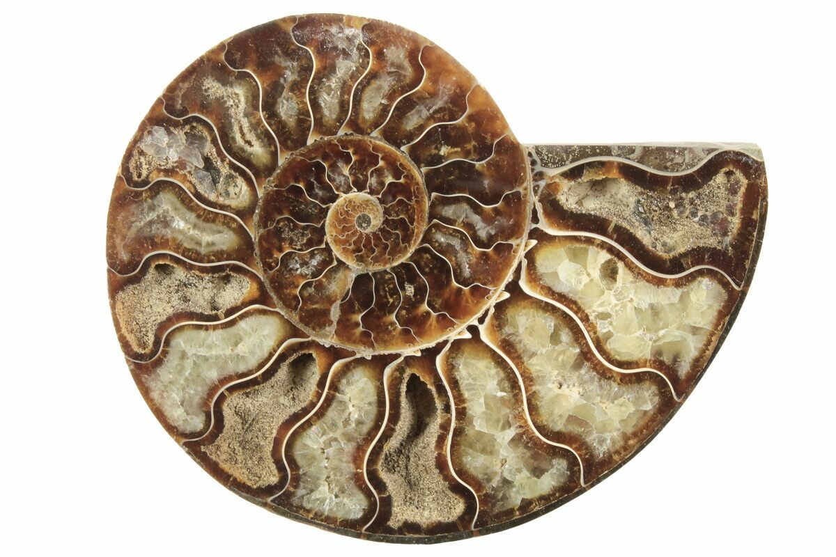 ammonite crystal