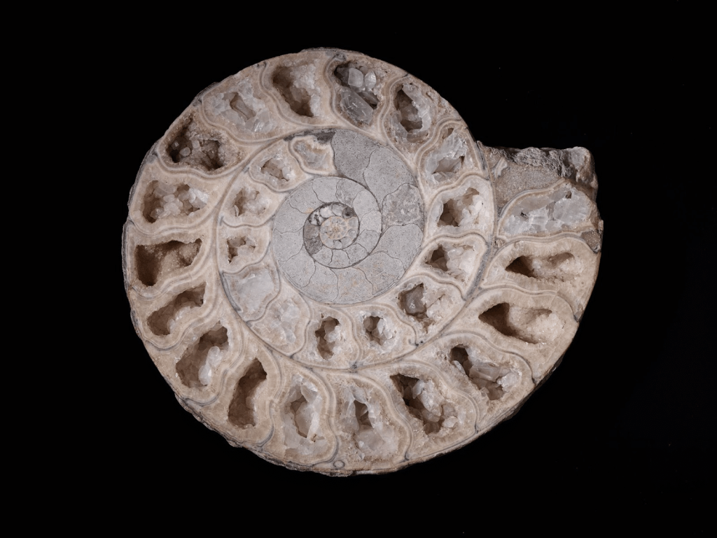 history and origin of ammonite crystal