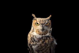 owl hooting meaning