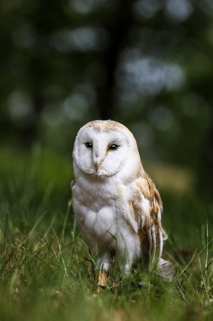 spiritual meaning of an owl hooting