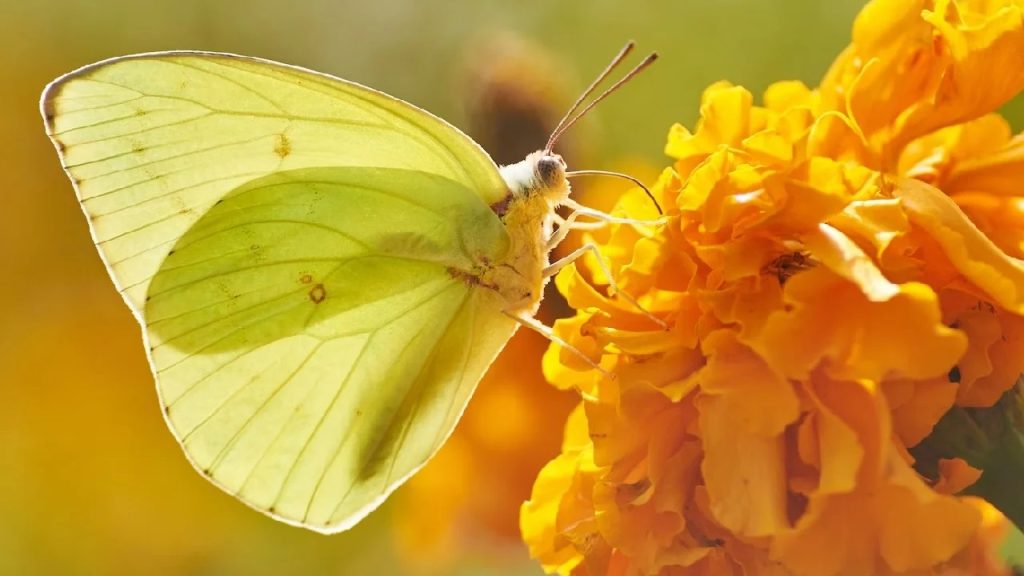 yellow butterfly meaning in love and relationships