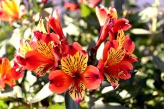 cancer zodiac flowers