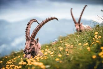 capricorn flowers